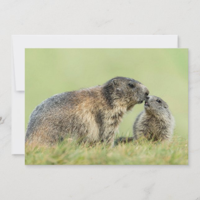 Tarjeta De Agradecimiento Animales de bebé más afectados | Familia de marmot (Anverso)