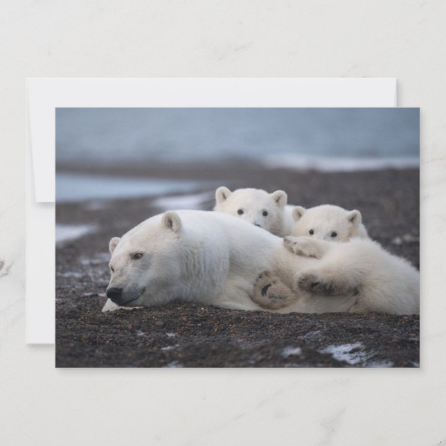 Tarjeta De Agradecimiento Animales de bebé más afectados | Familia Oso Polar (Anverso)