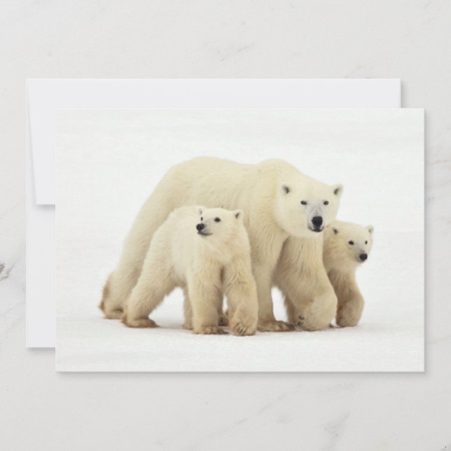 Tarjeta De Agradecimiento Animales de bebé más afectados | Familia Oso Polar (Anverso)