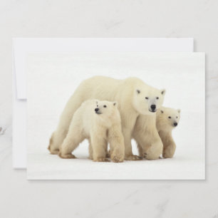 Tarjeta De Agradecimiento Animales de bebé más afectados   Familia Oso Polar