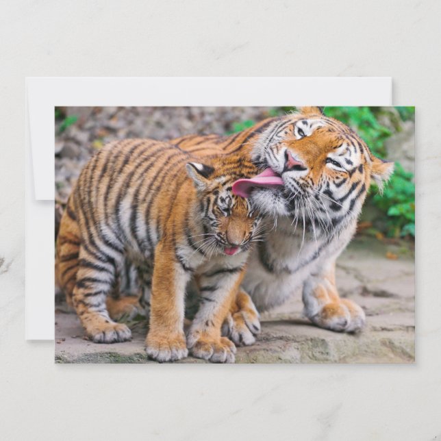 Tarjeta De Agradecimiento Animales de bebé más afectados | Familia Tigre sib (Anverso)