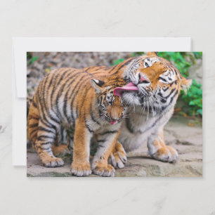 Tarjeta De Agradecimiento Animales de bebé más afectados Familia Tigre sib