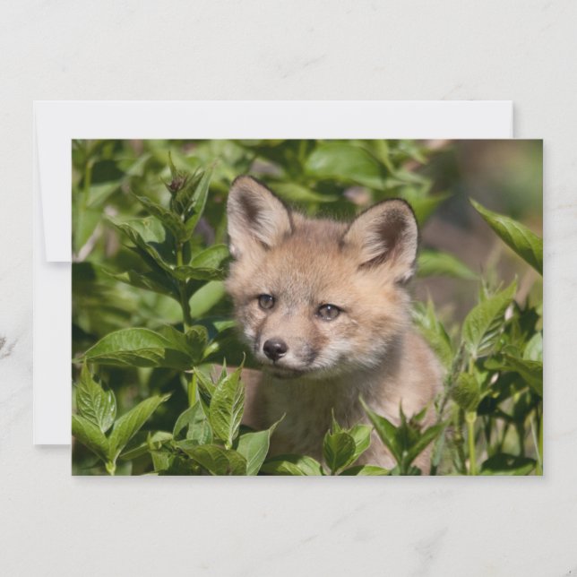 Tarjeta De Agradecimiento Animales de bebé más afectados | Fox Kit (Anverso)