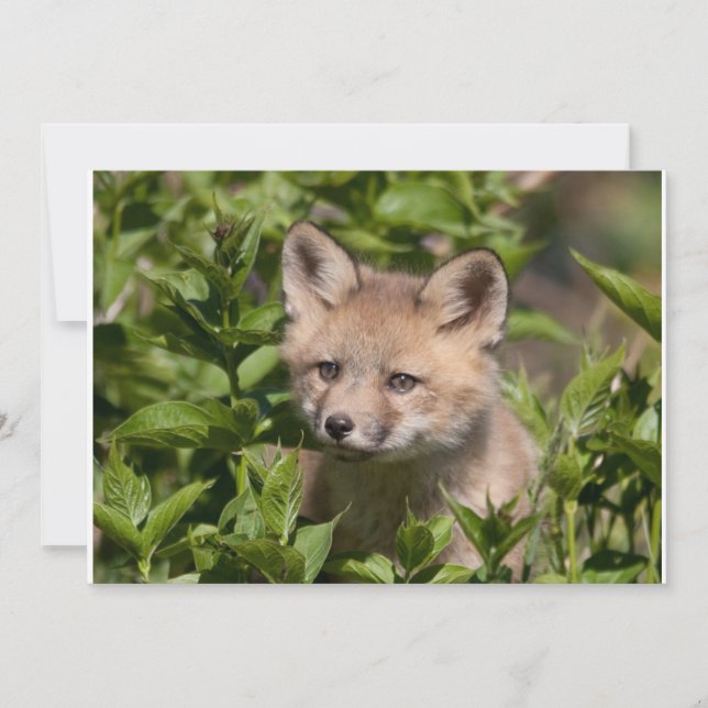 Tarjeta De Agradecimiento Animales de bebé más afectados | Fox Kit (Anverso)