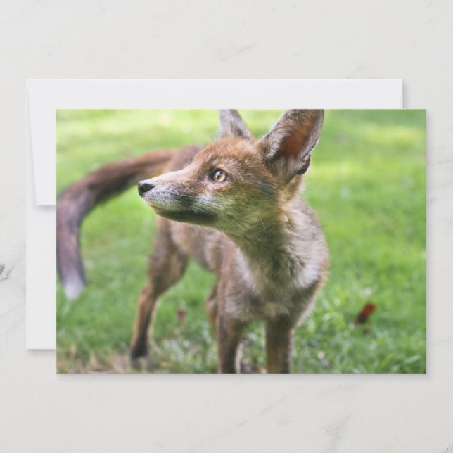 Tarjeta De Agradecimiento Animales de bebé más afectados | Fox urbana (Anverso)