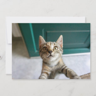 Tarjeta De Agradecimiento Animales de bebé más afectados Gatita Cuta Tabby