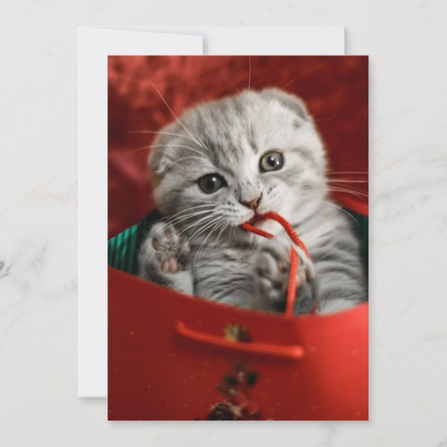 Tarjeta De Agradecimiento Animales de bebé más afectados | Gatito de peluche (Anverso)