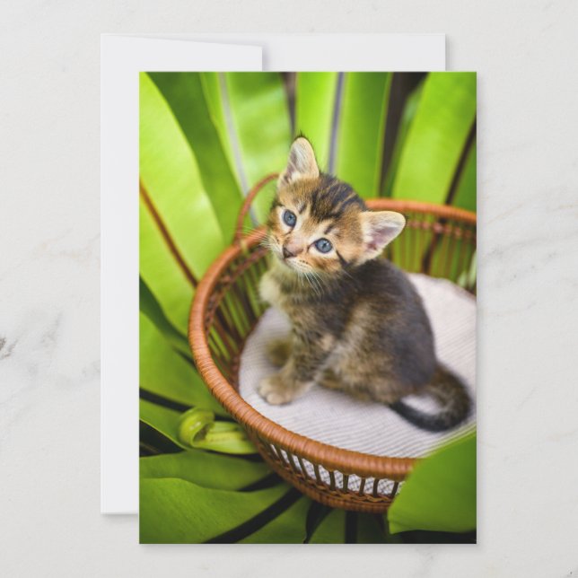Tarjeta De Agradecimiento Animales de bebé más afectados | Gatito en canasta (Anverso)