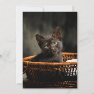 Tarjeta De Agradecimiento Animales de bebé más afectados Gatito en canasta