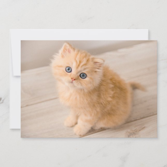 Tarjeta De Agradecimiento Animales de bebé más afectados | Gatito Longhair B (Anverso)