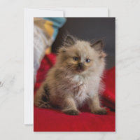 Animales de bebé más afectados | Gatito siamés