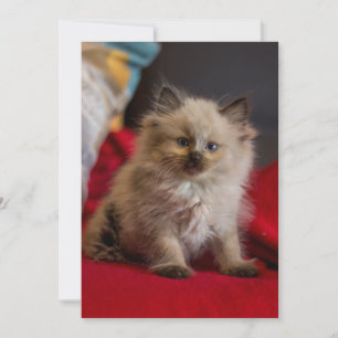 Tarjeta De Agradecimiento Animales de bebé más afectados   Gatito siamés