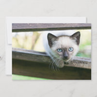 Animales de bebé más afectados | Gatito siamés 2