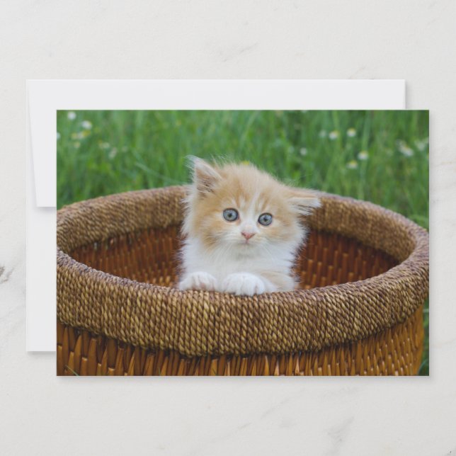 Tarjeta De Agradecimiento Animales de bebé más afectados | Gatito teñido azu (Anverso)