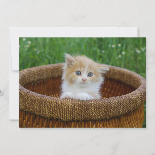 Tarjeta De Agradecimiento Animales de bebé más afectados Gatito teñido azu