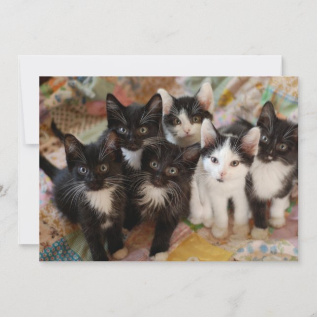 Tarjeta De Agradecimiento Animales de bebé más afectados | Gatitos blancos y (Anverso)