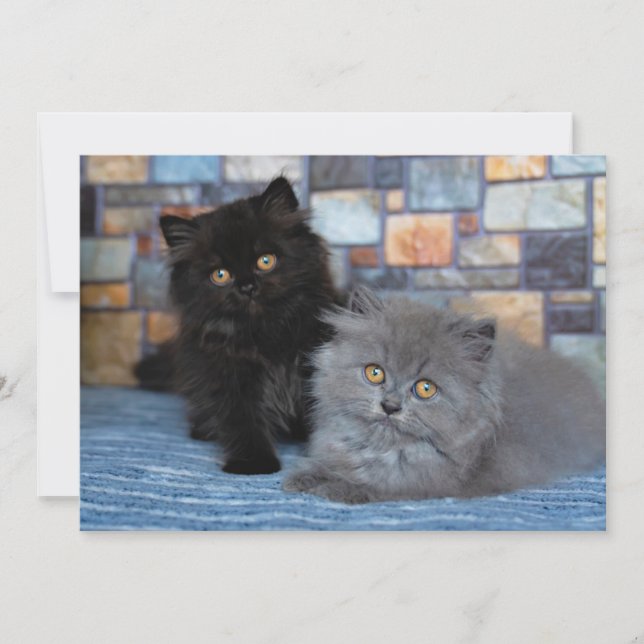 Tarjeta De Agradecimiento Animales de bebé más afectados | Gatitos persas en (Anverso)