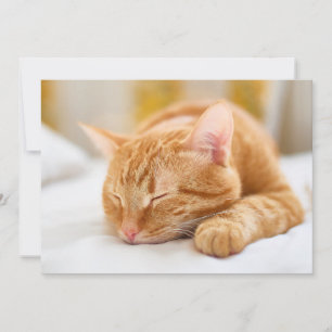 Tarjeta De Agradecimiento Animales de bebé más afectados   Gato de jengibre