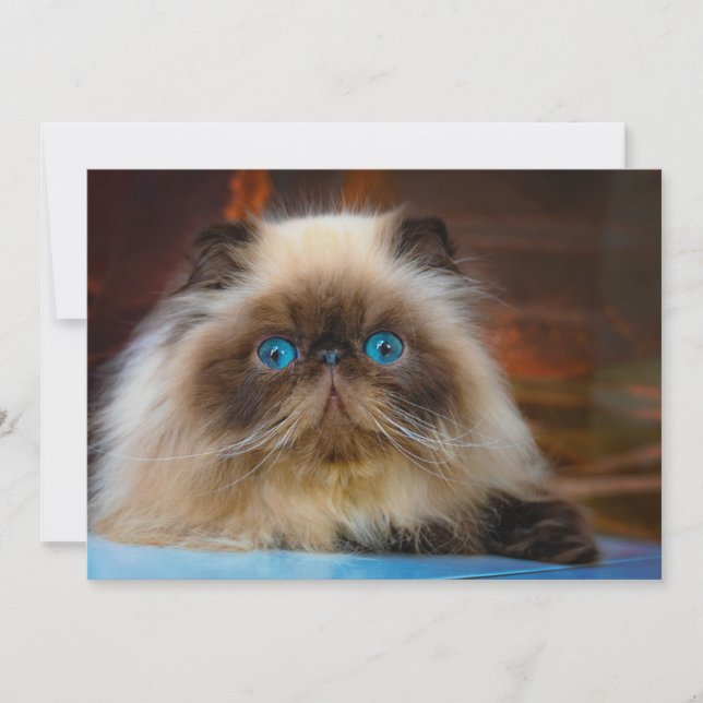 Tarjeta De Agradecimiento Animales de bebé más afectados | Gato del Himalaya (Anverso)