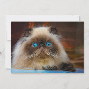 Tarjeta De Agradecimiento Animales de bebé más afectados   Gato del Himalaya