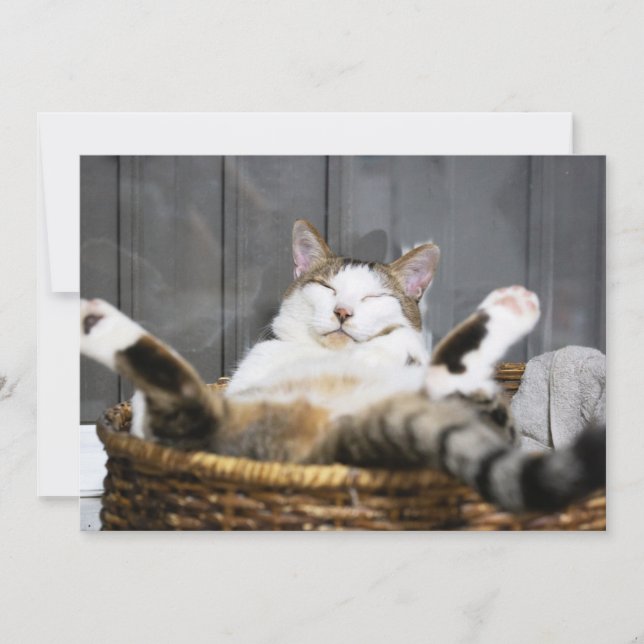 Tarjeta De Agradecimiento Animales de bebé más afectados | Gato en la cama (Anverso)