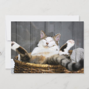 Tarjeta De Agradecimiento Animales de bebé más afectados   Gato en la cama