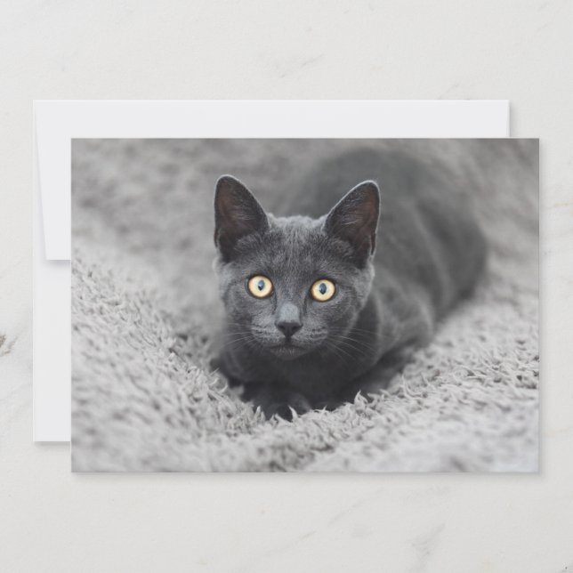 Tarjeta De Agradecimiento Animales de bebé más afectados | Gato gris (Anverso)