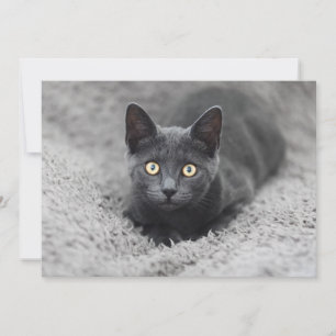 Tarjeta De Agradecimiento Animales de bebé más afectados   Gato gris