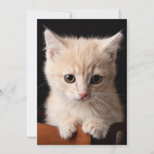 Tarjeta De Agradecimiento Animales de bebé más afectados Ginger Kitten