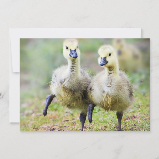 Tarjeta De Agradecimiento Animales de bebé más afectados | Goslings Canadien (Anverso)
