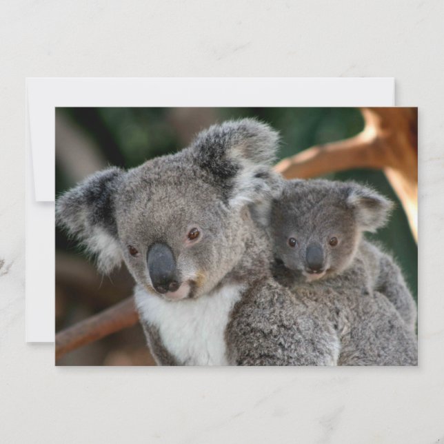 Tarjeta De Agradecimiento Animales de bebé más afectados | Koala y Joey (Anverso)