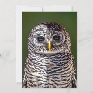 Tarjeta De Agradecimiento Animales de bebé más afectados   Lechuza Tawny