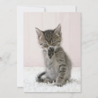Animales de bebé más afectados | Licor Tabby Kitte