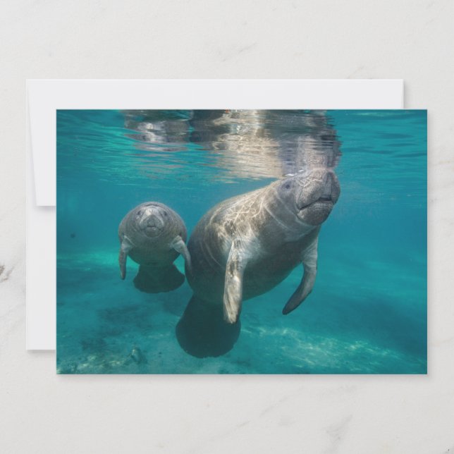 Tarjeta De Agradecimiento Animales de bebé más afectados | Manatee & Baby (Anverso)