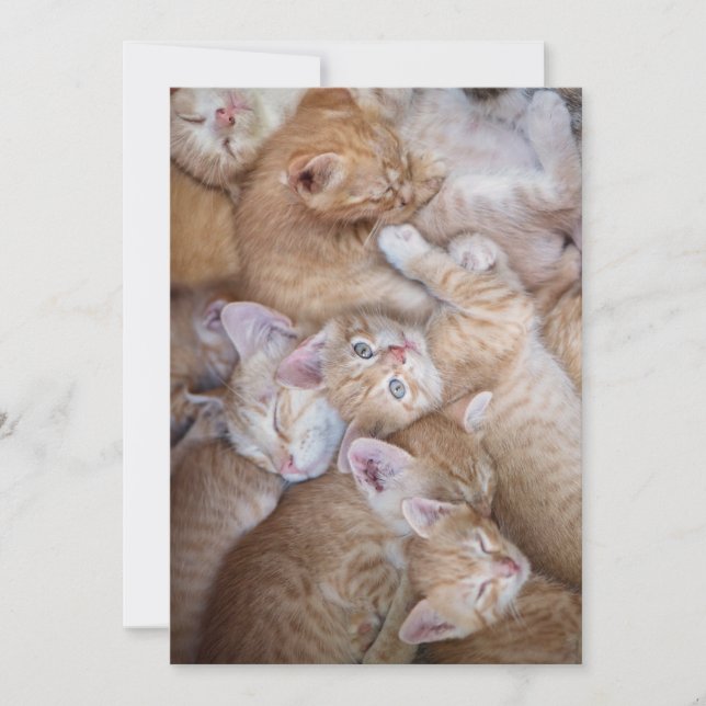 Tarjeta De Agradecimiento Animales de bebé más afectados | Naranja Kitten Pi (Anverso)