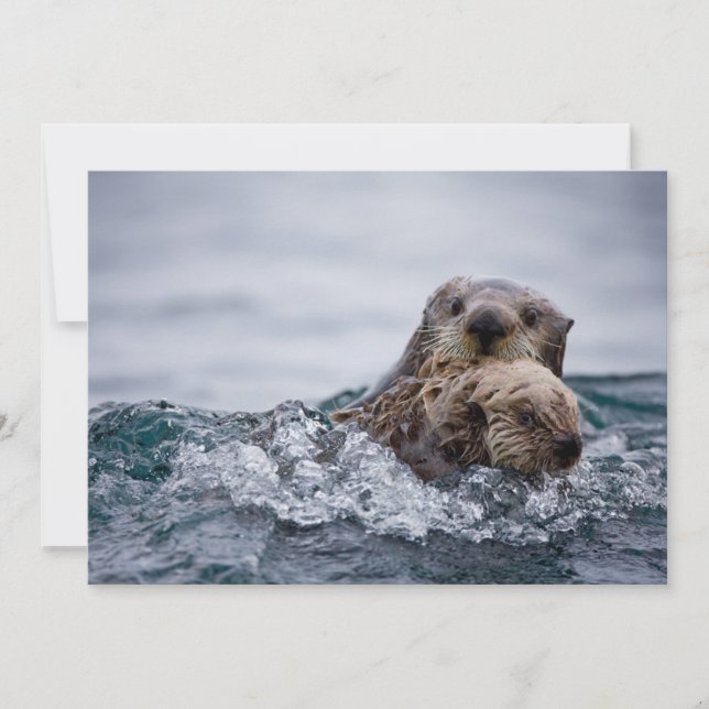 Tarjeta De Agradecimiento Animales de bebé más afectados | Otter Baby & Moth (Anverso)