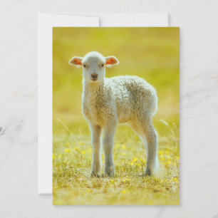 Tarjeta De Agradecimiento Animales de bebé más afectados Ovejas jóvenes
