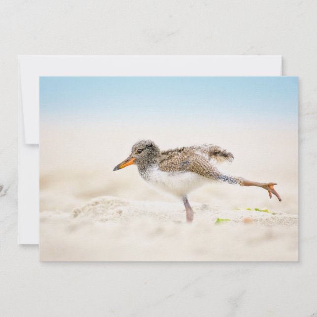 Tarjeta De Agradecimiento Animales de bebé más afectados | Oystercatcher Chi (Anverso)