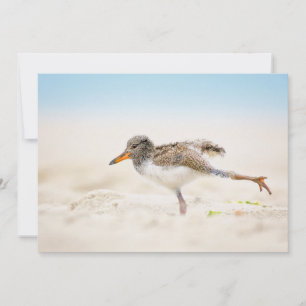 Tarjeta De Agradecimiento Animales de bebé más afectados   Oystercatcher Chi