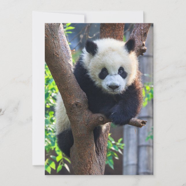 Tarjeta De Agradecimiento Animales de bebé más afectados | Panda Cub gigante (Anverso)