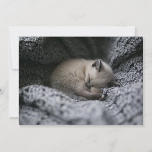 Tarjeta De Agradecimiento Animales de bebé más afectados   Pequeño Gatito Do