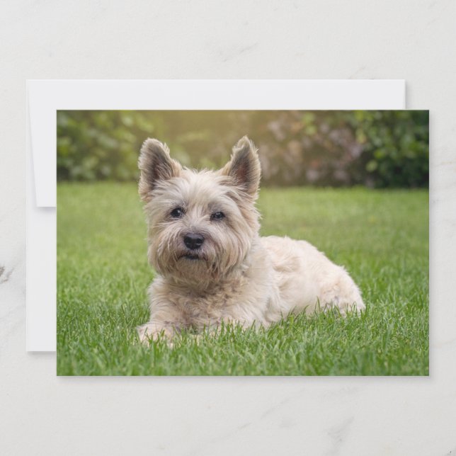 Tarjeta De Agradecimiento Animales de bebé más afectados | Perro Cairn Terri (Anverso)