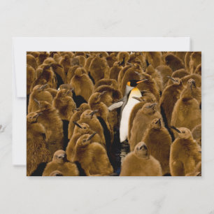 Tarjeta De Agradecimiento Animales de bebé más afectados   Pingüino Entre Jó