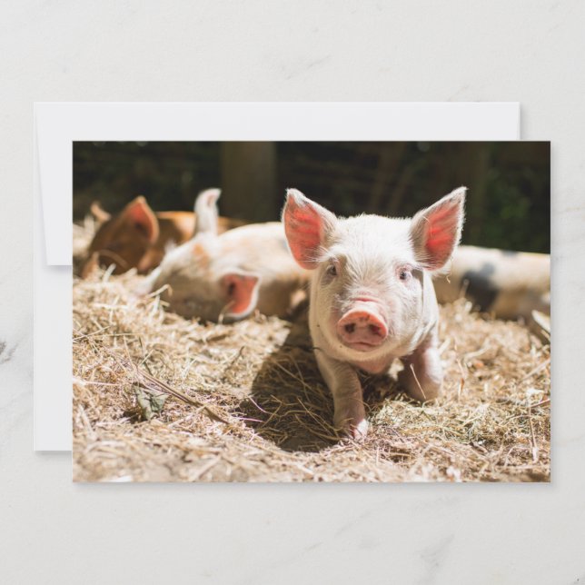 Tarjeta De Agradecimiento Animales de bebé más afectados | Pizarra De Bebé (Anverso)