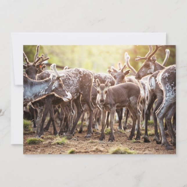 Tarjeta De Agradecimiento Animales de bebé más afectados | Renos de Svalbard (Anverso)