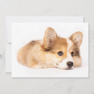 Tarjeta De Agradecimiento Animales de bebé más afectados Retrato de cachor