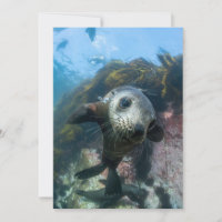 Animales de bebé más afectados | Sello subacuático