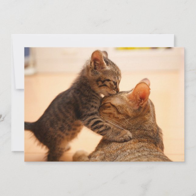 Tarjeta De Agradecimiento Animales de bebé más afectados | Tabby Kitten Kiss (Anverso)