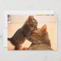 Animales de bebé más afectados | Tabby Kitten Kiss