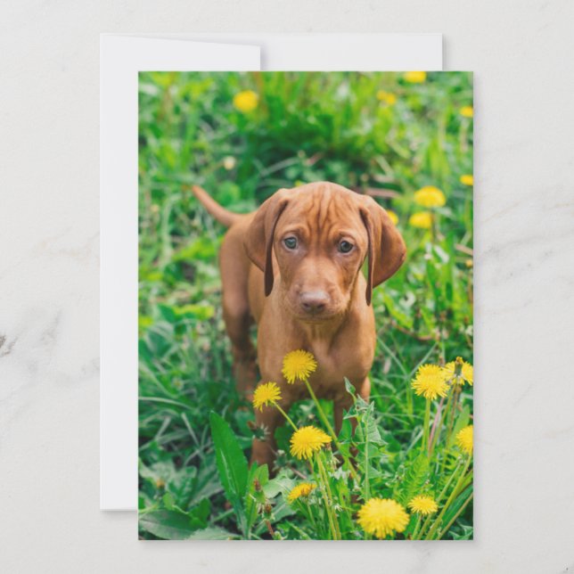 Tarjeta De Agradecimiento Animales de bebé más afectados | Tubería de punter (Anverso)